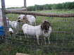 goats-girls