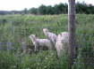 sheep-babies
